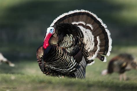 Types of Turkeys