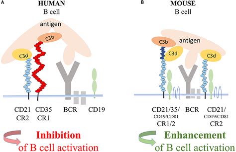 Frontiers | Revisiting the Coreceptor Function of Complement Receptor Type 2 (CR2, CD21 ...