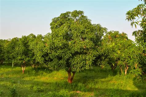 Full Mango Tree Lifespan (And How To Grow Them) - Tree Journey