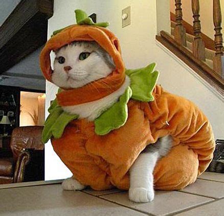 Ten Cats Dressed as Pumpkins for the Big Halloween Party | Cat halloween costume, Halloween cat ...