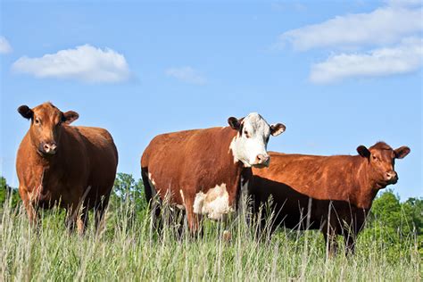 What's Cattle Farming? The Ultimate Guide to Raising Cows.