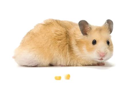 7 Best Alternatives to Pet Rats (Different Sizes) - Rodent Friends