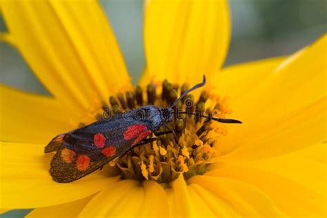 Zygaena filipendulae stock image. Image of closeup, park - 61476033