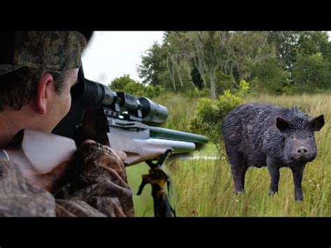 WILD HOG HUNT with .72 Cal AIR RIFLE - Aea Zeus - YouTube