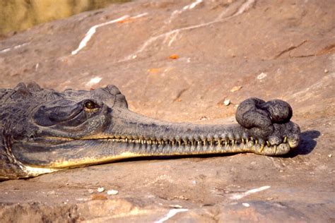 The endangered gharial's conservation crisis highlighted after death of a male in Nepal