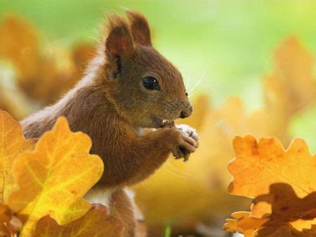 What Do Animals Do During Fall? | Attic Solutions Blog