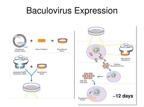 PPT - Recombinant Protein Production PowerPoint Presentation, free ...