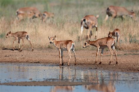 8 – Saiga Conservation Alliance