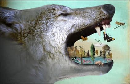 Trophic Cascade: The Case For Wolves | WyoFile