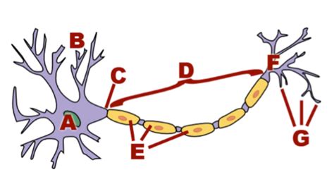 Neuron Structure and Function Diagram | Quizlet