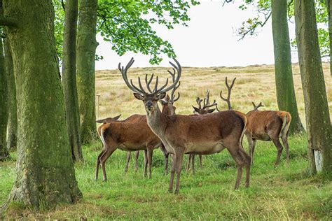 Red Deer in Lyme Park, Peak District in Cheshire, UK Photograph by Iordanis Pallikaras - Fine ...