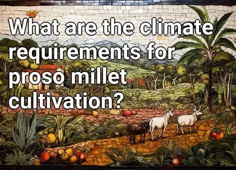What are the climate requirements for proso millet cultivation? – Agriculture.Gov.Capital