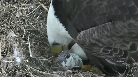 Baby Eaglet Emerges From Its Egg On D.C. Eagle Cam : The Two-Way : NPR