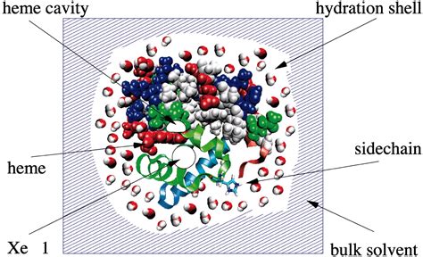 Bulk-solvent and hydration-shell fluctuations, similar to α- and β ...