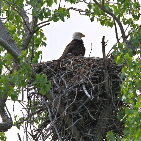 Bald Eagle On Nest Photograph by Dan Sproul