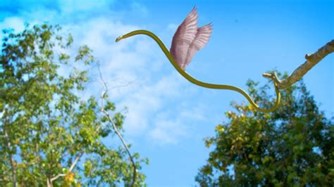 India's flying snake phenomenon is something to see (Video)