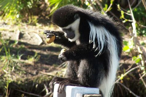 Purina monkey chow, yum-my | this guy lives at caribean gard… | Flickr