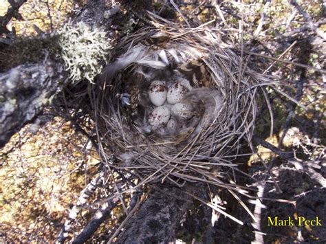 Yellow-rumped Warbler - East Cascades Audubon Society