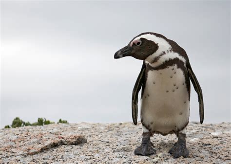 Endangered Penguins of the World: Why They're Threatened and How to ...