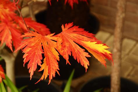 Acer japonicum 'Aconitifolium' - full-moon acer best for autumn colour