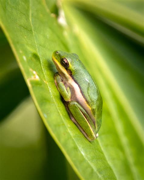 Green Tree Frog | Baby Green Tree Frog at Huntley Meadows Pa… | Flickr