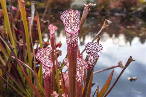 10 Weird but Pretty Carnivorous Plants that Eat Bugs