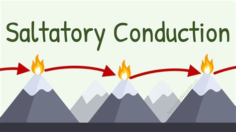 Saltatory Conduction Archived