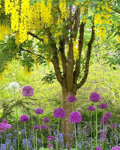 Yellow Hanging Hydrangea Tree Photograph by Elizabeth Thomas