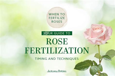 When to Fertilize Roses: Your Guide to Rose Fertilization Timing and Techniques