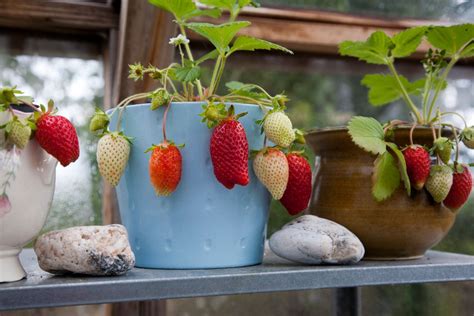 Growing Strawberries in Containers – Strawberry Plants