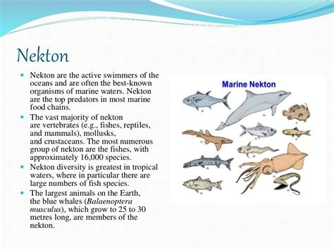 zonations of sea and ecological classification of marine biota