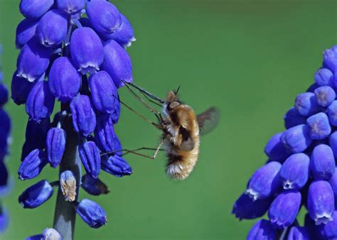 What Is A Bee Fly? | 10 Facts About This 'Bee Mimic'