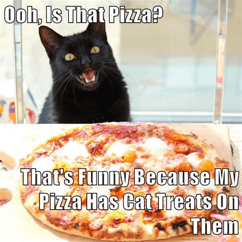 My Pizza Has Cat Treats On Them Funny Animals With Captions, Cute Funny Animals, Cute Cats ...