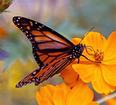 File:Monarch Butterfly (6235522618).jpg - Wikimedia Commons