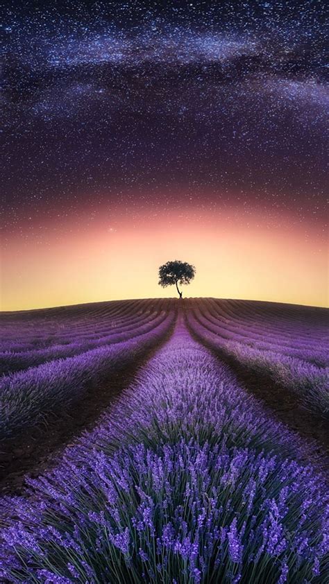 Lavender At Night #iPhone #6 #wallpaper | Lavender fields, Nature iphone wallpaper, Nature wallpaper