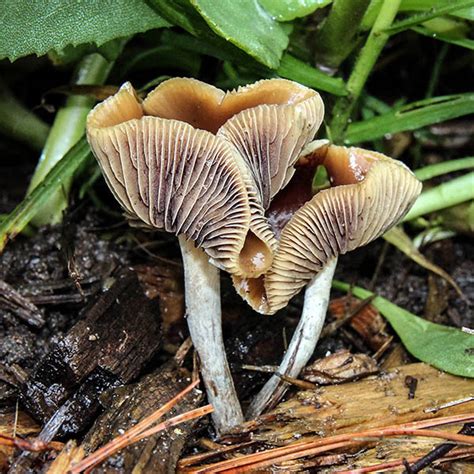 California Fungi: Psilocybe cyanescens