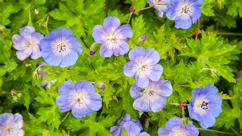 Best hardy geranium varieties – 15 classic cranesbills…