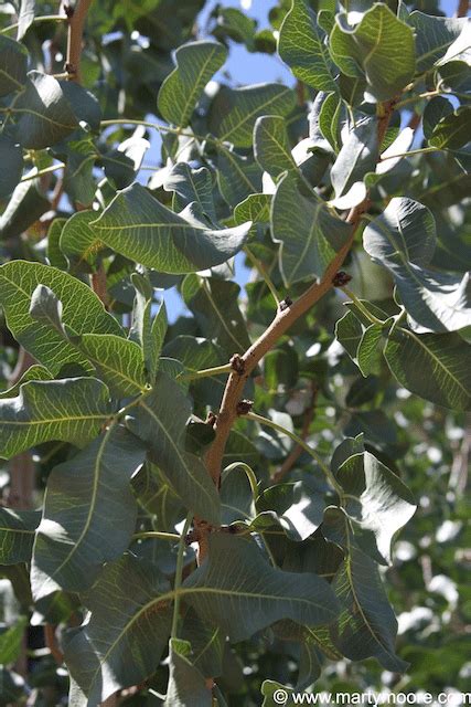 Pistachio Trees - Nut Trees for the Desert Southwest Garden ...