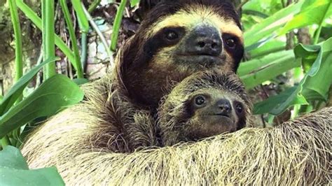 Baby Sloth Reunited With Mom in Moving Video