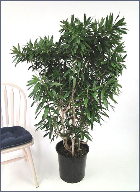 Dracaena reflexa – Sunshine Tropical Foliage – Home of the Dracanea ‘Tarzan’