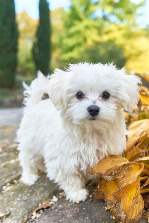 White Maltese Puppy in 2020