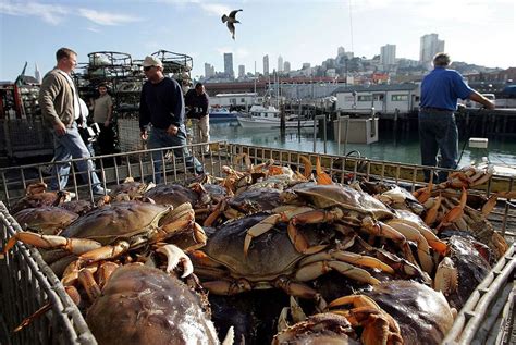 Crab Season in San Francisco