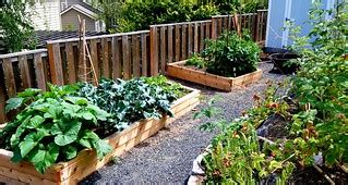 Filling out | The new garden beds are starting to brim over.… | Steve ...