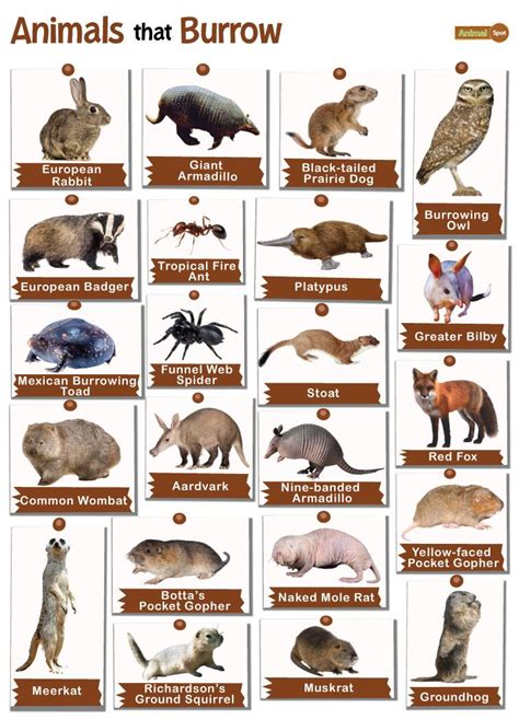 Burrowing Animals Diagram