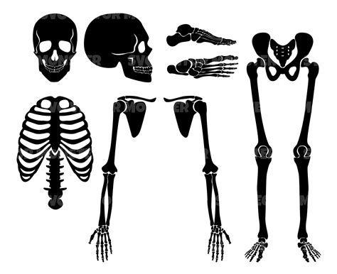 Human Skeleton Front En Svg Vector Human Skeleton Fro - vrogue.co