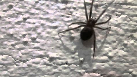 Spider Climbing A Wall - YouTube