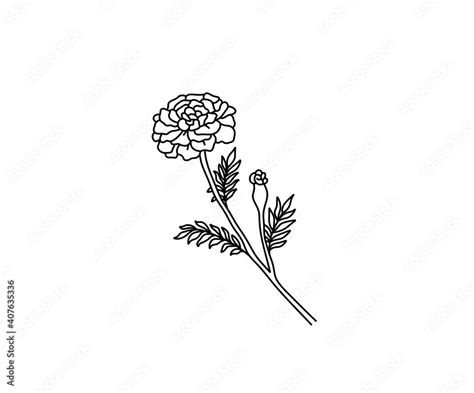 Vector isolated marigold simple contour drawing. Colorless black line ...