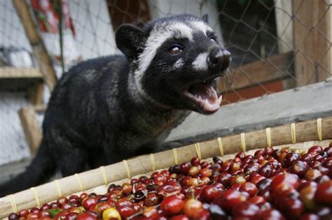 5 Kopi Luwak Facts To Know So You Won't Get Cheated - Fravel