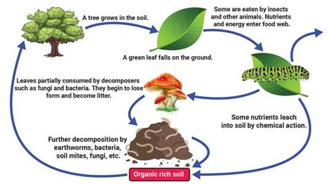 Fungus: Energy-Cycling Within’ and Between Ecosystems - Taman Safari Bali