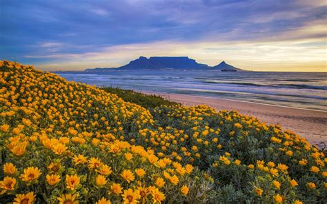 Spring Yellow Coastal Flowers Sandy Beach Sea Waves Cape Town South ...